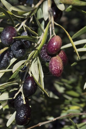Téléchargez les photos : Olives picual source d'huile d'olive extra vierge - en image libre de droit