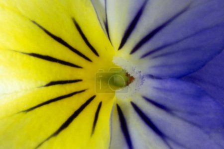 Foto de Macro fotografía de flores maricas - Imagen libre de derechos
