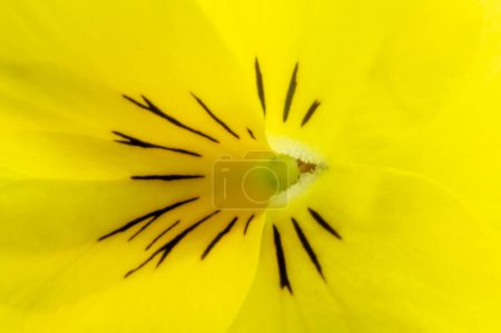 Macro photography of pansies flowers