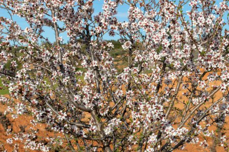 Almond flowering in March. Almond blossoms.