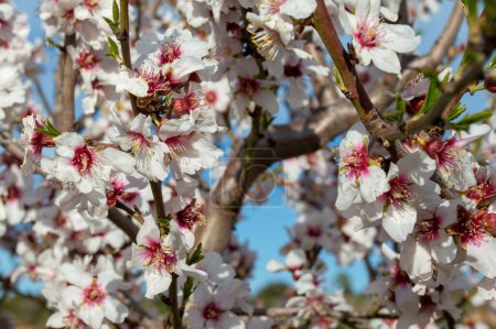 Almond flowering in March. Almond blossoms.