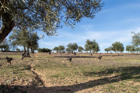 Spanish and Mediterranean olive grove source of extra virgin olive oil