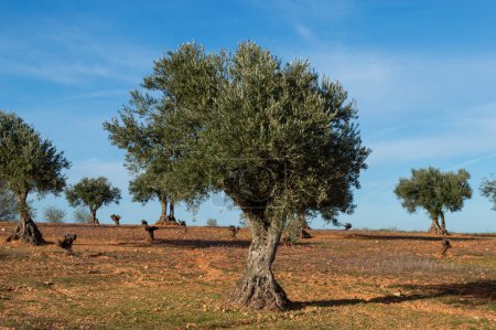 Spanish and Mediterranean olive grove source of extra virgin olive oil