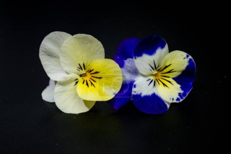 Stiefmütterchen, hübsche Gartenblumen im März