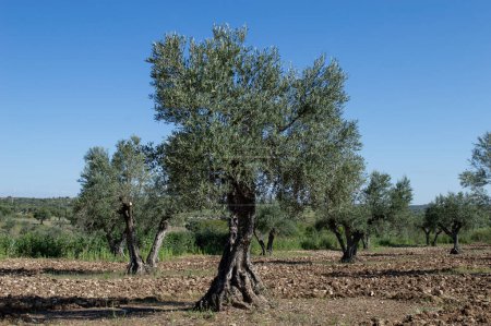 Olivo centenario en olivar en primavera