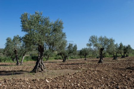Centenary olive tree in Spanish olive grove in spring