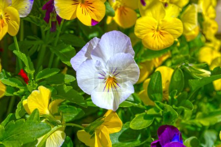 Foto de Pensamientos, flores de jardín en primavera - Imagen libre de derechos