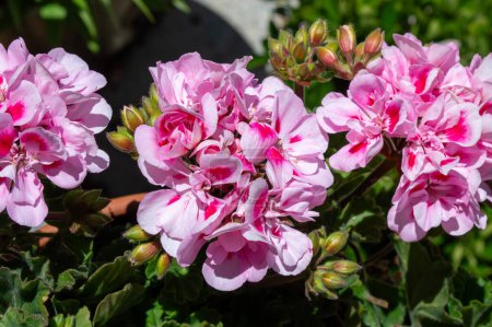Pink geranium flowers in spring. garden flowers