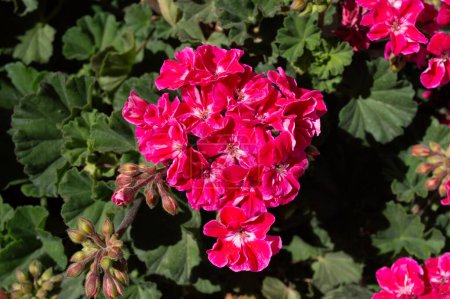 Téléchargez les photos : Floraison de géranium. Fleurs de jardin rouges au printemps - en image libre de droit