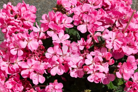 Pink geranium flowers in spring. garden flowers