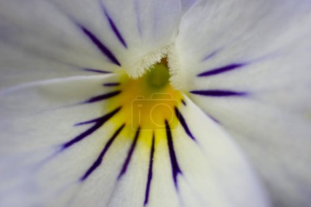 Foto de Pensamientos, flores de jardín en primavera - Imagen libre de derechos