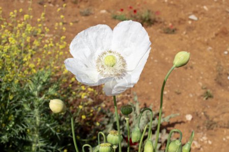 White poppies blooming in spring, white flowers