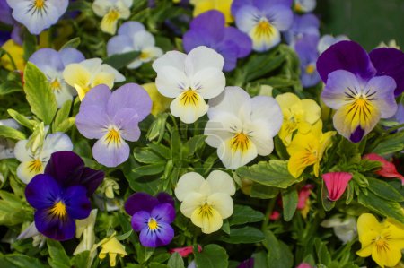 Foto de Pansies en el jardín, flores de primavera - Imagen libre de derechos
