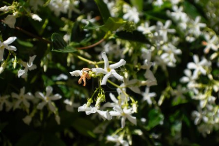 Hélice blanca flor de jazmín en primavera