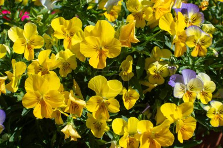 Foto de Pansies en el jardín, flores de primavera - Imagen libre de derechos