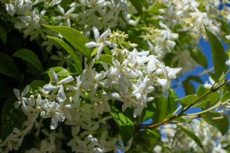 Flores de jardín. Flores de jazmín blanco en primavera.