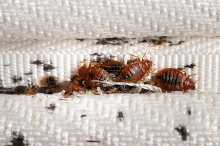 Group of bedbugs on the matress cloth macro. Disgusting blood-sucking insects. Adult insects, larvae and eggs. Traces of vital activity of the insects.