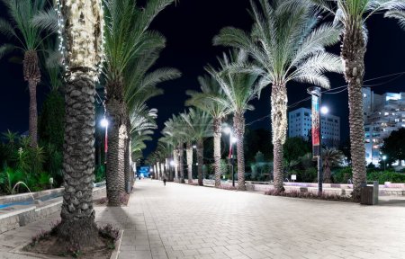 Photo for Famous palm alley in Rishon Lezion at night illuminated by electric lamps in the city park. Panoramic view. - Royalty Free Image