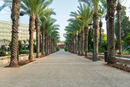 Photo for Palm alley in the city park of Rishon Lezion in Israel in summer evening - Royalty Free Image