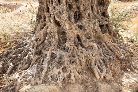Téléchargez les photos : Racines d'un olivier ancien poussant dans la terre - en image libre de droit