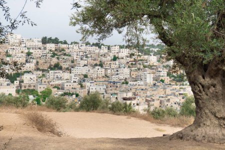 Foto de Vista de los edificios de la ciudad de Hebrón con un olivo antiguo en primer plano. Paisaje palestino. Ribera Occidental - Imagen libre de derechos