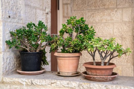 Drei Töpfe mit Crassula ovata, bekannt als Glückspflanze oder Geldbaum auf der Veranda des Hauses