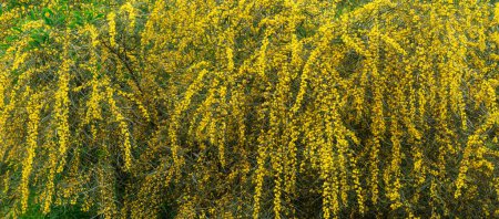 Background with Acacia saligna or mimosa trees in bloom with yellow flowers outdoors