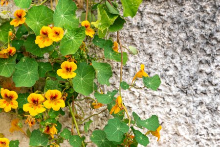 Background with blooming orange Nasturtium flowers with green leaves on a light concrete wall with a copy space