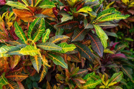 Background with croton leaves of different colors. Houseplant Codiaeum variegatum