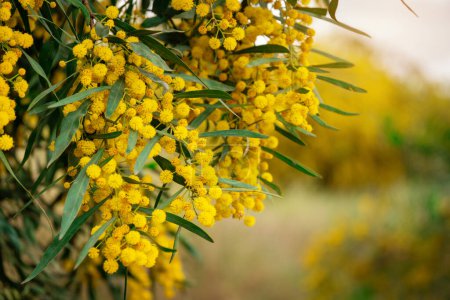 Rama de una Acacia saligna en flor con flores amarillas al aire libre de cerca