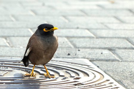 Myna bird stands on a metallic sewer cover on pavement in the city. Common Myna Acridotheres tristis
