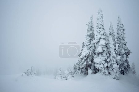 Foto de Snow and fog create a surreal atmosphere up this mountain in Canada - Imagen libre de derechos