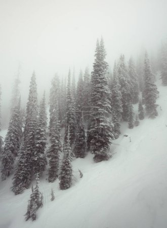 Foto de Fog and snow create a magic atmosphere up this mountain in Canada - Imagen libre de derechos
