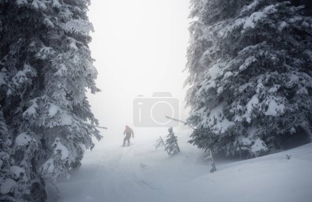 Foto de Snowboarder montando en un día de niebla entre árboles - Imagen libre de derechos