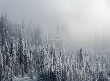 Foto de Increíble vista del bosque en invierno con nieve y niebla - Imagen libre de derechos
