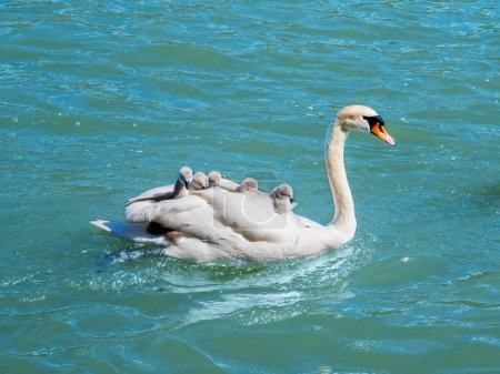 Mother swan carries six little cygnets on her back while swimming in river. Family and children care and protection. Mom taking care of her babies.