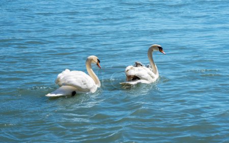 Pareja de cisnes con ciñes. Madre cisne lleva seis polluelos en su espalda mientras nada en el río. Cuidado y protección de la familia y los niños. Mamá y papá cuidando a sus bebés.