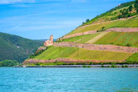 Ruins of Ehrenfels Castle and vineyards on Rhine river near Ruedesheim and Bingen am Rhein, Germany. Rhine valley is popular tourist destination for river cruise and short vacation.