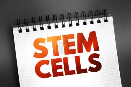 Photo for Stem Cells - special human cells that are able to develop into many different cell types, medical text concept on notepad - Royalty Free Image