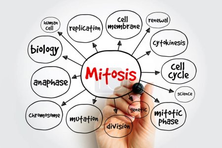 Foto de Mapa mental de Mitosis, concepto médico para presentaciones e informes - Imagen libre de derechos
