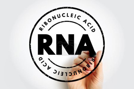 Téléchargez les photos : RNA Ribonucleic acid - polymeric molecule essential in various biological roles in regulation and expression of genes, acronym text stamp - en image libre de droit