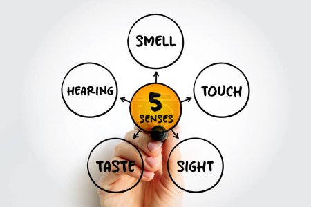 Photo for Five basic human senses: touch, sight, hearing, smell and taste,  mind map concept for presentations and reports - Royalty Free Image