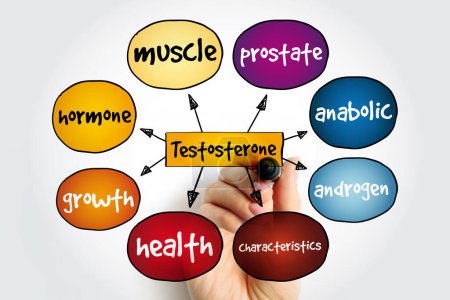 Testosteron-Mindmap, medizinisches Konzept für Präsentationen und Berichte