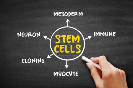 Stem cells - special human cells that are able to develop into many different cell types, medical mind map concept for presentations and reports