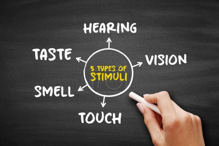 Photo for The 5 types of external stimuli - divided into our senses: touch, vision, smell and taste, mind map concept for presentations and reports - Royalty Free Image