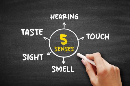 Foto de Cinco sentidos humanos básicos: tacto, vista, oído, olfato y gusto, concepto de mapa mental para presentaciones e informes - Imagen libre de derechos