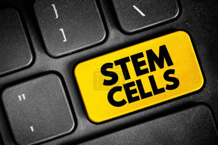 Photo for Stem Cells - special human cells that are able to develop into many different cell types, text button on keyboard, concept background - Royalty Free Image