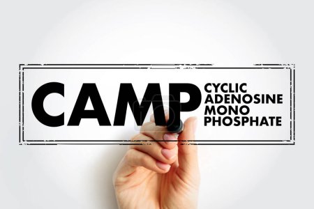 Photo for CAMP Cyclic Adenosine MonoPhosphate - second messenger important in many biological processes, stamp acronym text concept background - Royalty Free Image