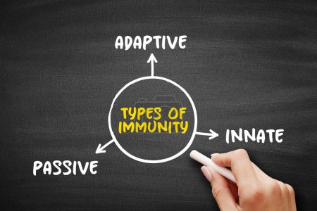Types of immunity mind map text concept for presentations and reports