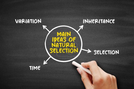 Main ideas of natural selection (differential survival and reproduction of individuals due to differences in phenotype) mind map text concept background